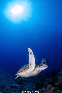 Nice turtle approaching me almost directly... by Wolfgang Zwicknagl 